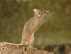 广州灭老鼠鼠类的主要危害