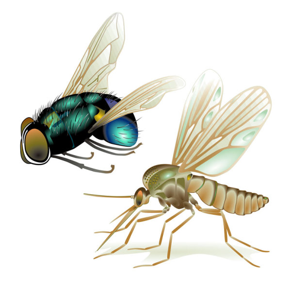 广州灭蚊子公司，蚊子和苍蝇的危害