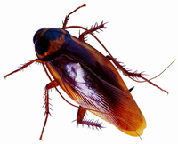 广州专业灭蟑螂公司，专业灭蟑螂的专业性有哪些？
