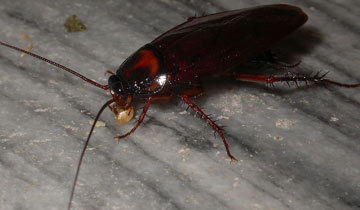 电子游艺靠谱网站带您了解：蟑螂的主要危害！
